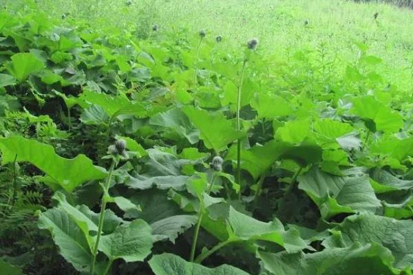 云木香的简介，属于菊科、风毛菊属草本植物