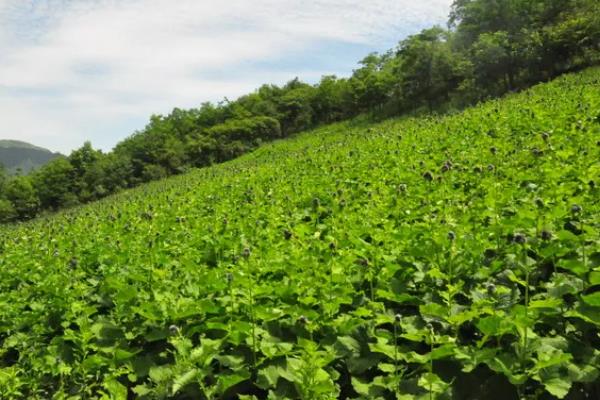 云木香的简介，属于菊科、风毛菊属草本植物