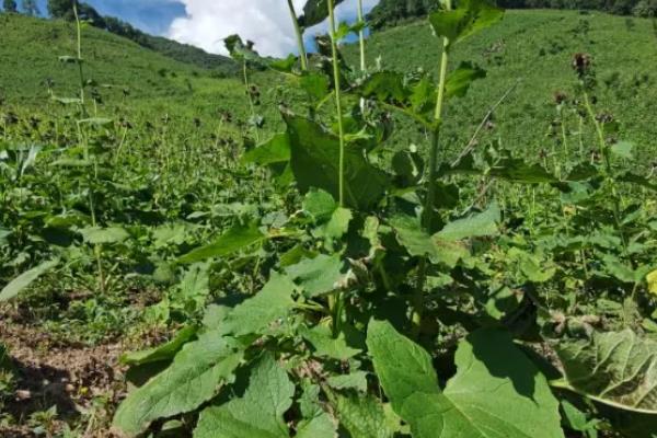 云木香的简介，属于菊科、风毛菊属草本植物