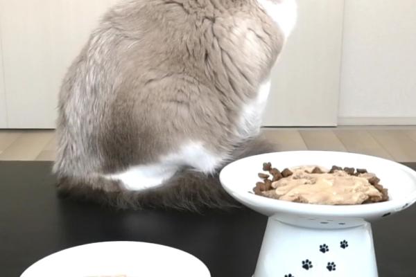 母猫怀孕后要注意什么，做好保暖工作以防它感冒
