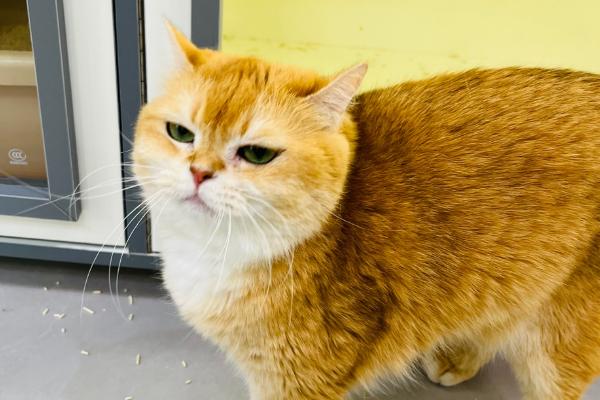 母猫怀孕后要注意什么，做好保暖工作以防它感冒