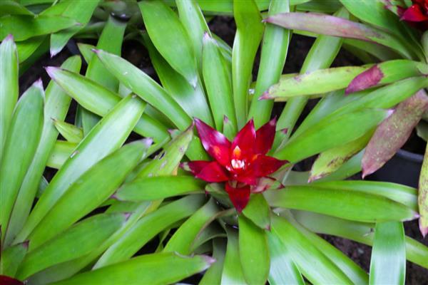 凤梨花凋谢了怎么处理，要剪去残花