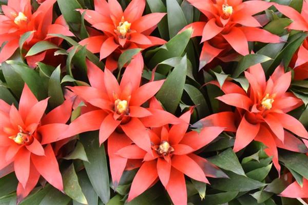 凤梨花凋谢了怎么处理，要剪去残花