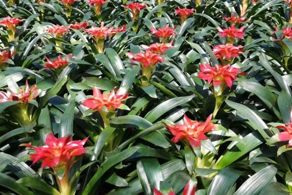 凤梨花凋谢了怎么处理，要剪去残花