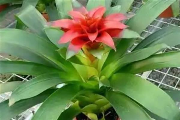 凤梨花凋谢了怎么处理，要剪去残花