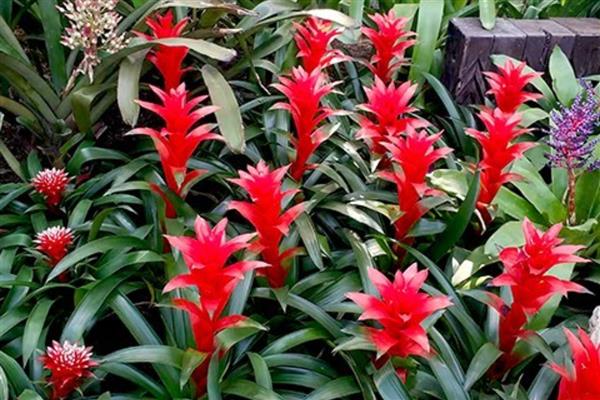 凤梨花凋谢了怎么处理，要剪去残花