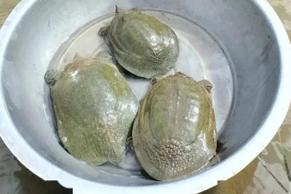 甲鱼的价格，零售价一斤需要60-200元左右