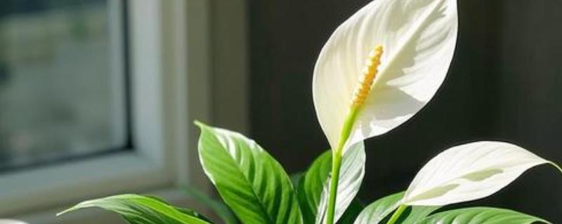 白掌容易招虫子吗，白掌容易招虫子