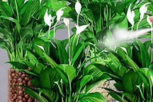 白掌容易招虫子吗，白掌容易招虫子