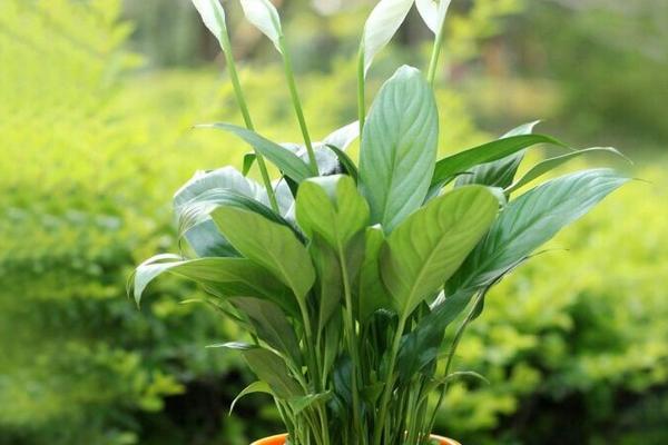 白掌容易招虫子吗，白掌容易招虫子