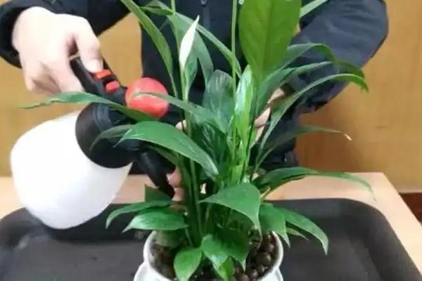 白掌容易招虫子吗，白掌容易招虫子