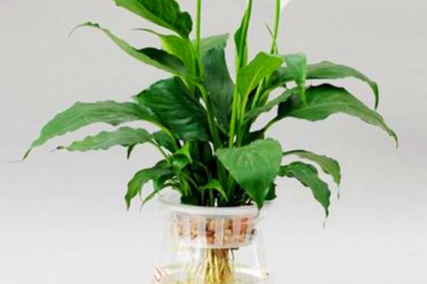 白掌容易招虫子吗，白掌容易招虫子