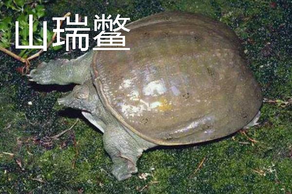 甲鱼的价格，零售价一斤需要60-200元左右
