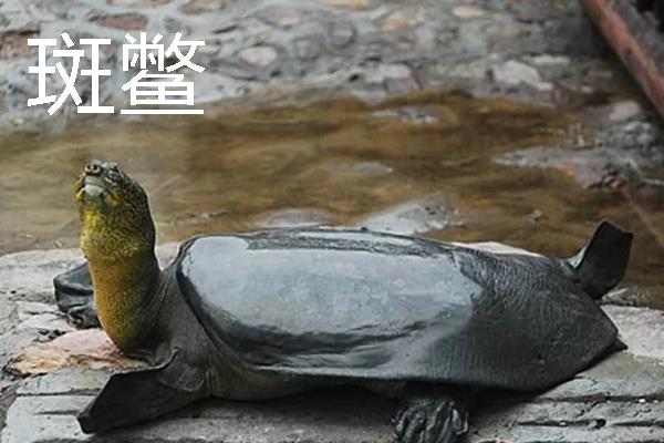 甲鱼的价格，零售价一斤需要60-200元左右