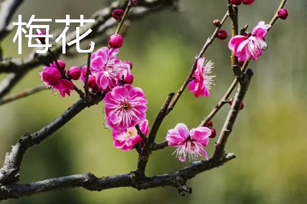 花卉有什么习性，不同品种的习性各不相同