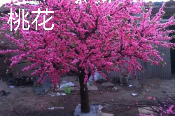 花卉有什么习性，不同品种的习性各不相同