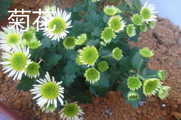 花卉有什么习性，不同品种的习性各不相同