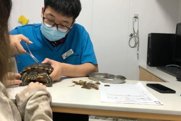 乌龟肺炎能不能自愈，少数个体在发病初期可自行康复