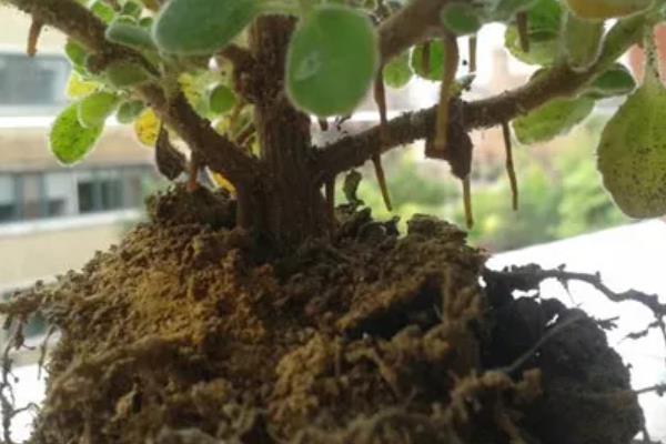 碰碰香的施肥方法，换盆时施入腐熟的有机粉末