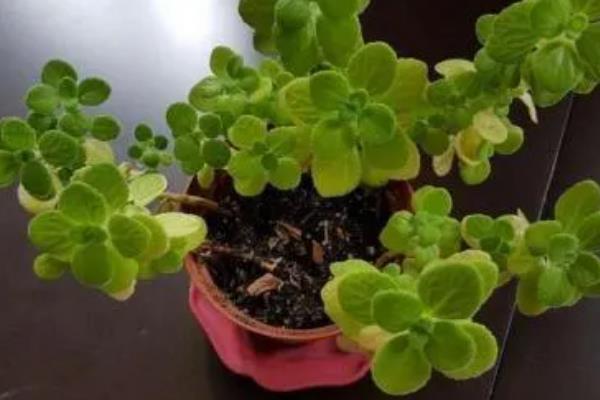碰碰香的施肥方法，换盆时施入腐熟的有机粉末