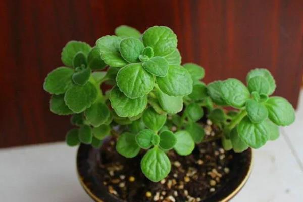 碰碰香的施肥方法，换盆时施入腐熟的有机粉末