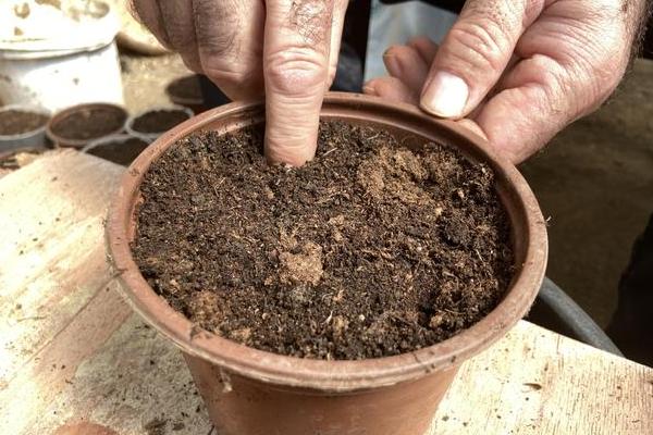 蝴蝶兰养殖用哪种土，可用疏松、透气、排水性好的土壤