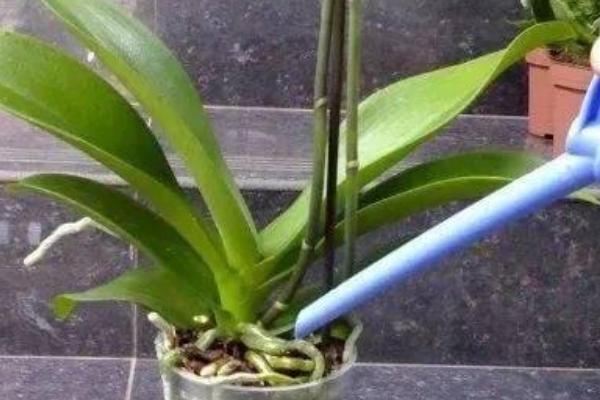蝴蝶兰养殖用哪种土，可用疏松、透气、排水性好的土壤