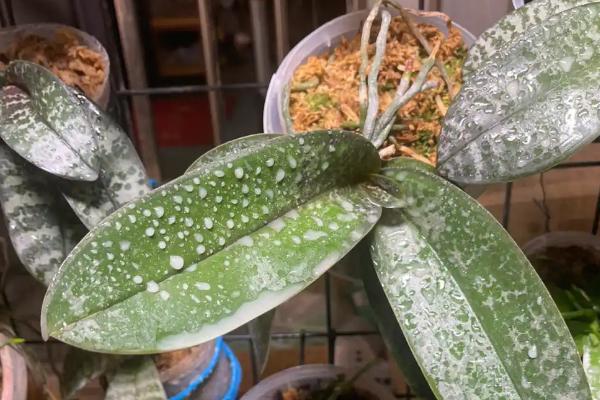 蝴蝶兰养殖用哪种土，可用疏松、透气、排水性好的土壤
