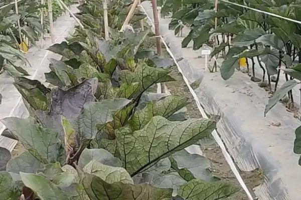 茄子如何打叉，可单干整枝、双干整枝等
