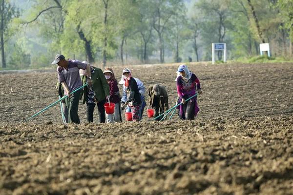 包菜的耐寒温度，可以忍耐零下15℃的低温