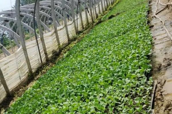包菜的耐寒温度，可以忍耐零下15℃的低温