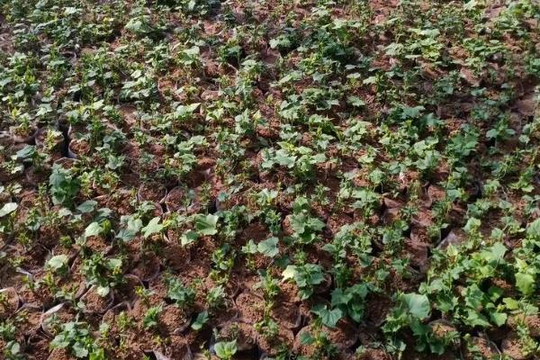 十一月份能不能种植佛手瓜，可在11月份下旬至翌年3月中旬育苗