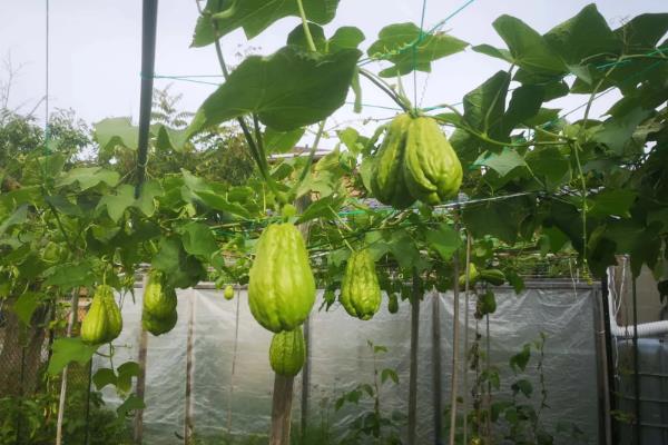 十一月份能不能种植佛手瓜，可在11月份下旬至翌年3月中旬育苗