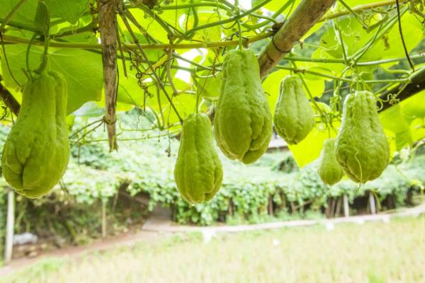 十一月份能不能种植佛手瓜，可在11月份下旬至翌年3月中旬育苗