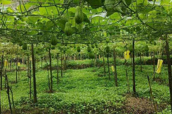 十一月份能不能种植佛手瓜，可在11月份下旬至翌年3月中旬育苗