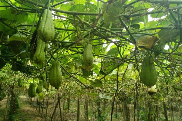 十一月份能不能种植佛手瓜，可在11月份下旬至翌年3月中旬育苗