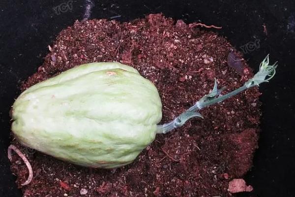 十一月份能不能种植佛手瓜，可在11月份下旬至翌年3月中旬育苗