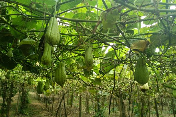十一月份能不能种植佛手瓜，可在11月份下旬至翌年3月中旬育苗