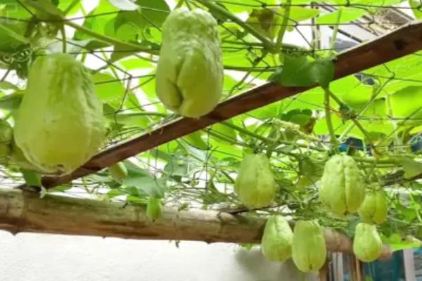 十一月份能不能种植佛手瓜，可在11月份下旬至翌年3月中旬育苗