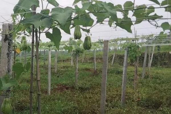 十一月份能不能种植佛手瓜，可在11月份下旬至翌年3月中旬育苗