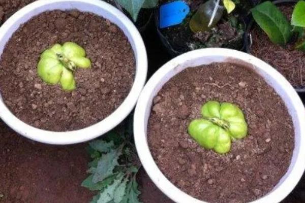 十一月份能不能种植佛手瓜，可在11月份下旬至翌年3月中旬育苗