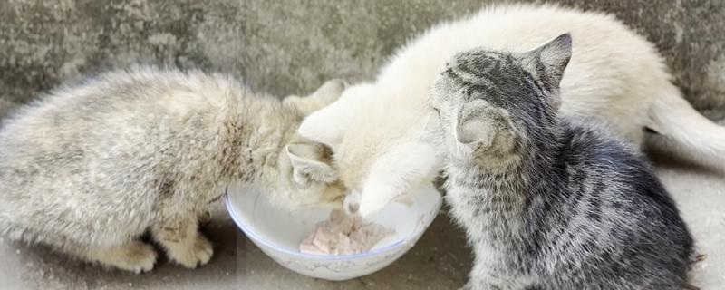 猫咪会吐食的原因，主要是进食过多或过快、体内出现寄生虫等因素所致