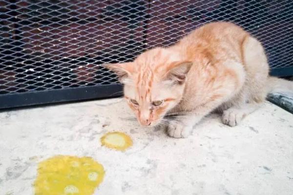 猫咪会吐食的原因，主要是进食过多或过快、体内出现寄生虫等因素所致