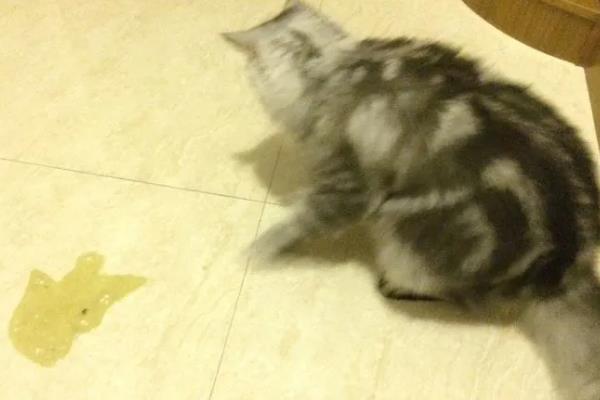 猫咪会吐食的原因，主要是进食过多或过快、体内出现寄生虫等因素所致
