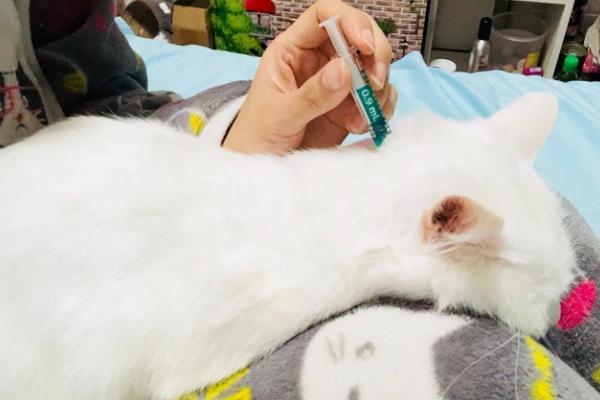 猫咪会吐食的原因，主要是进食过多或过快、体内出现寄生虫等因素所致