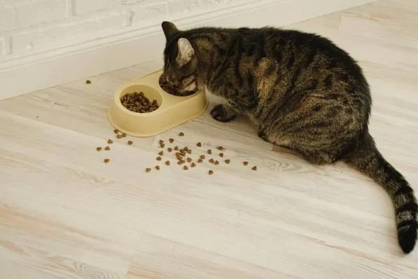 猫咪会吐食的原因，主要是进食过多或过快、体内出现寄生虫等因素所致