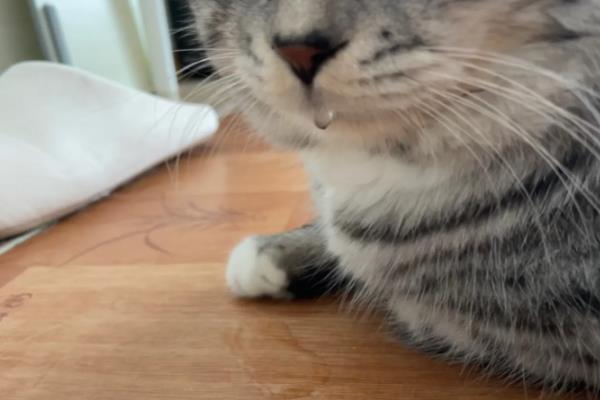 猫咪会吐食的原因，主要是进食过多或过快、体内出现寄生虫等因素所致