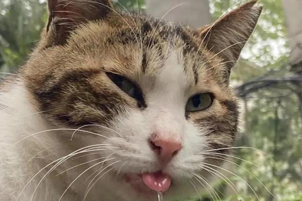 猫咪会吐食的原因，主要是进食过多或过快、体内出现寄生虫等因素所致