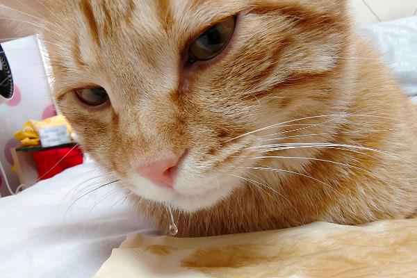猫咪会吐食的原因，主要是进食过多或过快、体内出现寄生虫等因素所致