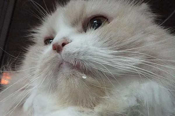 猫咪会吐食的原因，主要是进食过多或过快、体内出现寄生虫等因素所致